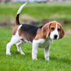 Stainless Steel Beagle Dog Pendant Necklace