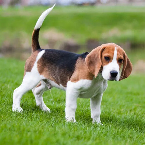 Stainless Steel Beagle Dog Pendant Necklace